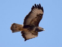Maeusebussard (Buteo buteo) 20